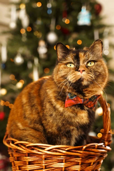 Kırmızı papyonlu Noel kedisi kameraya bakıyor. Arka planda parlak yeni yıl ağacı ışıkları