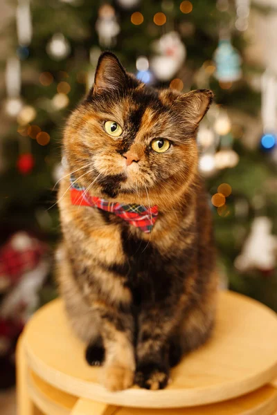Kırmızı papyonlu Noel kedisi kameraya bakıyor. Arka planda parlak yeni yıl ağacı ışıkları