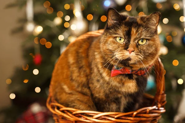 Kırmızı papyonlu Noel kedisi kameraya bakıyor. Arka planda parlak yeni yıl ağacı ışıkları