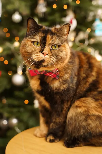 Kırmızı papyonlu Noel kedisi kameraya bakıyor. Arka planda parlak yeni yıl ağacı ışıkları