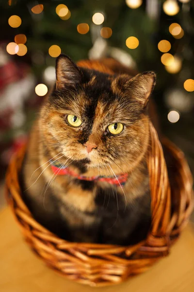 Kırmızı papyonlu Noel kedisi kameraya bakıyor. Arka planda parlak yeni yıl ağacı ışıkları