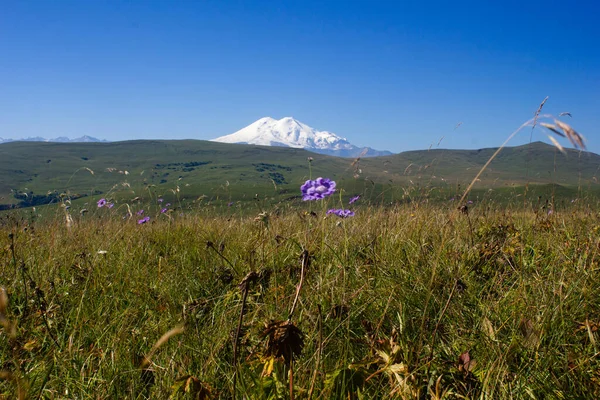 Güneşli bir günde, karlı Elbrus Dağı manzaralı güzel dağlık çayırlar.