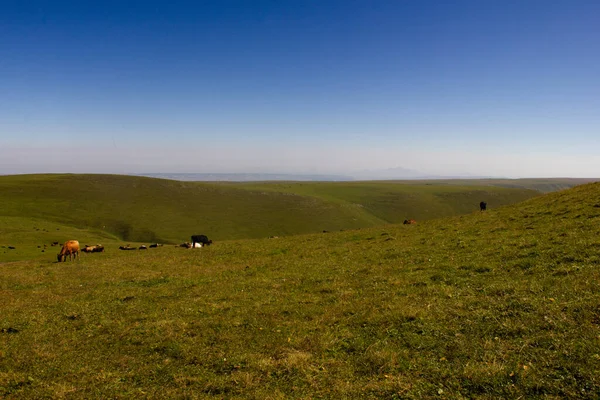 Otlayan ineklerle dolu bir çayır. Yeşil çimenler ve mavi gökyüzü. Bermamyt yaylası. Yaz güneşli bir gün. Kafkaslar