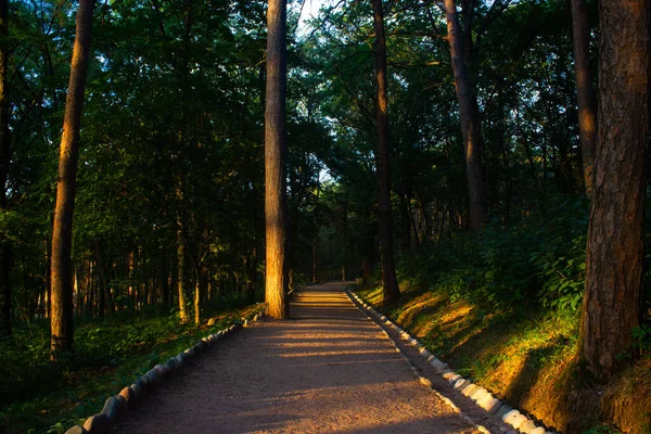 Şehir parkındaki çam ormanından geçen boş asfalt yol.