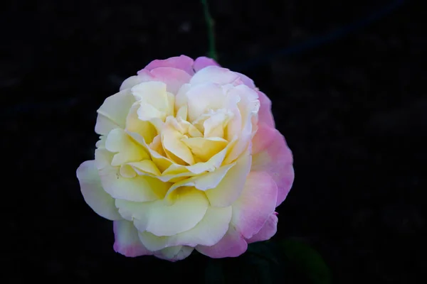 Beautiful White Pink Rose Flower Nature Dark Background — Stock Photo, Image