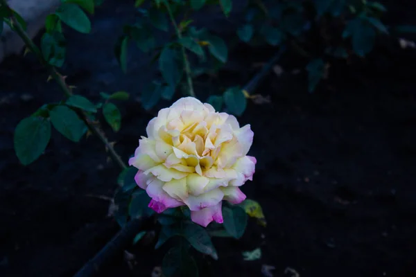 Mooie Witte Roze Roos Bloem Natuur Een Donkere Achtergrond — Stockfoto