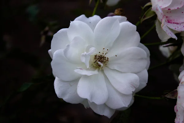 Koyu arkaplanda güzel beyaz bir gül.