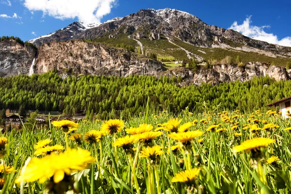 Alpské louky s žlutými květy — Stock fotografie