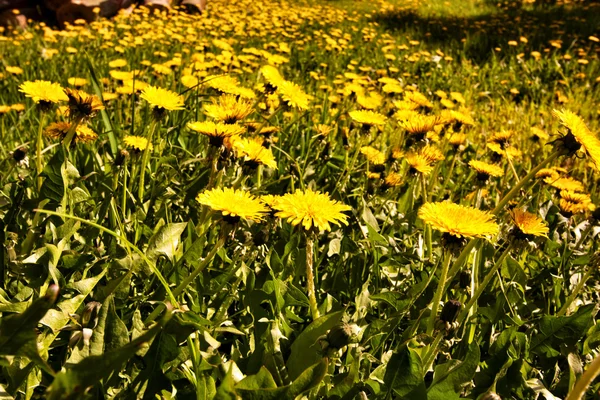 Almwiesen mit gelben Blüten — Stockfoto