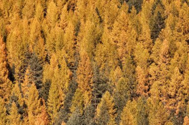 Dağlarda sonbahar ağaçları