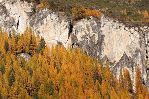 Autumn trees in the mountains — Stock Photo, Image