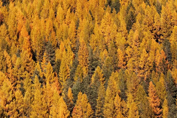 sonbahar ağaç manzara