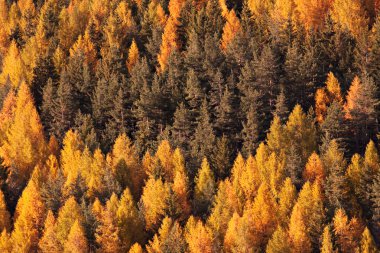 sonbahar ağaç manzara