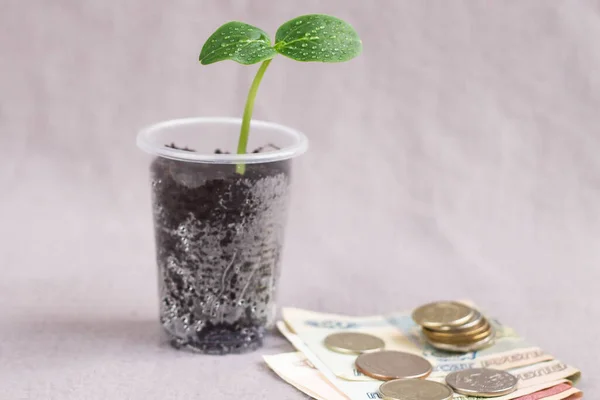 Plastik bardakta salatalık filizi ve para.,