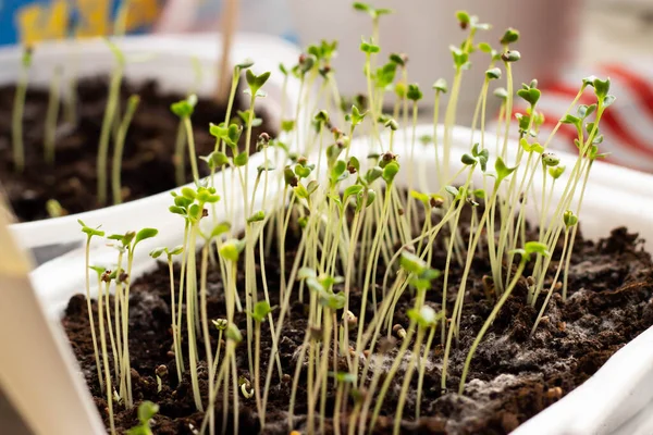 Pencere kenarında büyüyen yeşillik