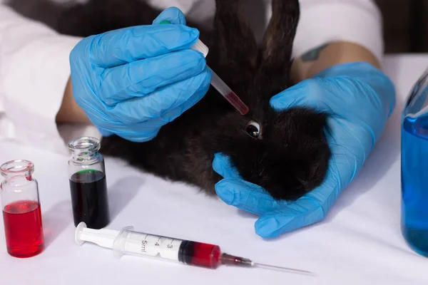 Kozmetik ürünlerini küçük bir tavşan üzerinde test etmek