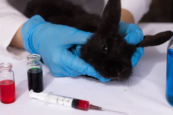 Kozmetik ürünlerini küçük bir tavşan üzerinde test etmek