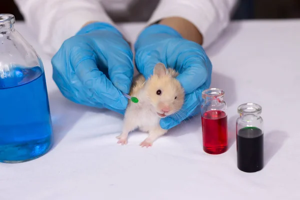 動物に対する化粧品や薬のテスト — ストック写真