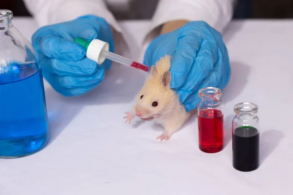 Kozmetik ve uyuşturucuyu hayvanlar üzerinde test etmek