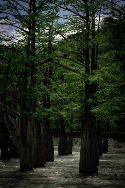 Selvi ağaçları suda durur, Krasnodar bölgesinde göl, succo, anapa
