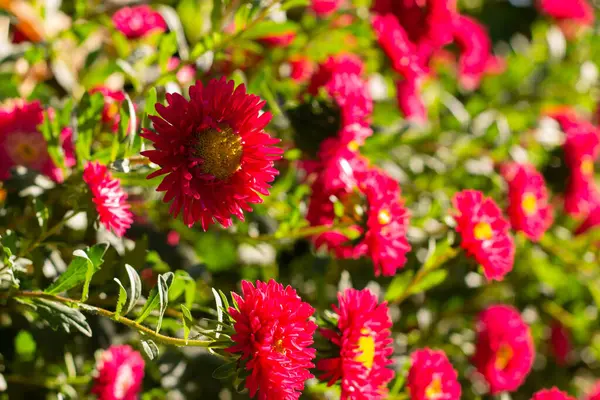 Çiçekler, kırmızı astar ve yazı için bir yer.