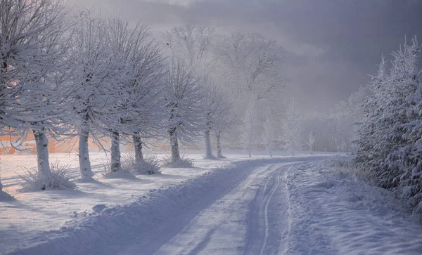 Winter Landscape Snowy Road Woods Covered Snow Hoarfrost Cloudy Day — Stock Photo, Image