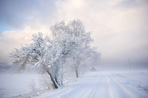 Winter Landscape Snowy Road Woods Covered Snow Hoarfrost Cloudy Day — Stock Photo, Image