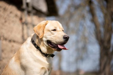 Aktif, gülümseyen ve mutlu safkan labrador av köpeği güneşli yaz gününde parkta..