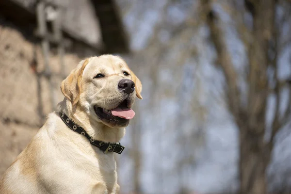 Активна Посмішка Щаслива Чистокровна Собака Ретривер Відкритому Повітрі Парку Сонячний — стокове фото