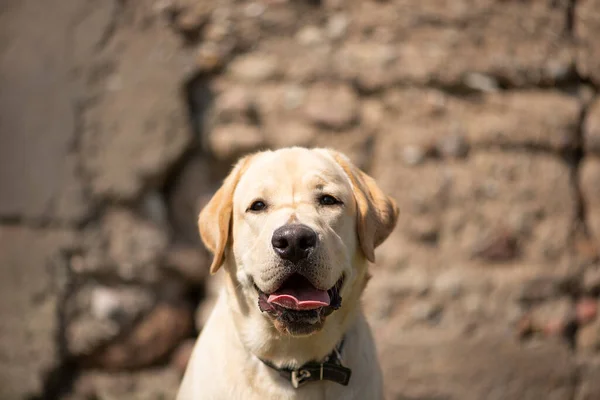 Активний Усміхнений Щасливий Чистокровний Лабрадор Золотий Цуценя Собаки Ретривера Старому — стокове фото