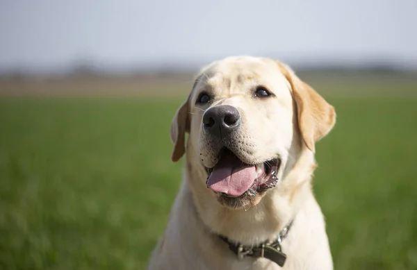 Активний Усміхнений Щасливий Чистокровний Собака Ретривер Відкритому Повітрі Трав Яному — стокове фото