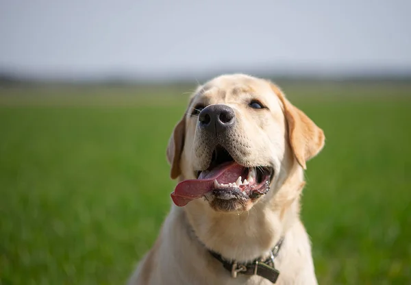 Active Smile Happy Purebred Labrador Retriever Dog Outdoors Grass Park — Stock Photo, Image