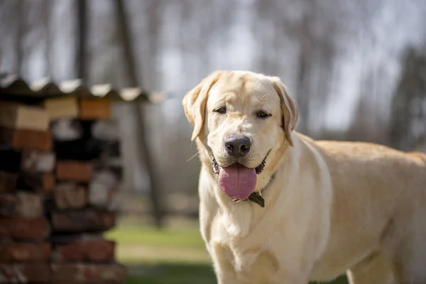 Active Smile Happy Purebred Labrador Retriever Dog Standing Outdoors — Stock Photo, Image