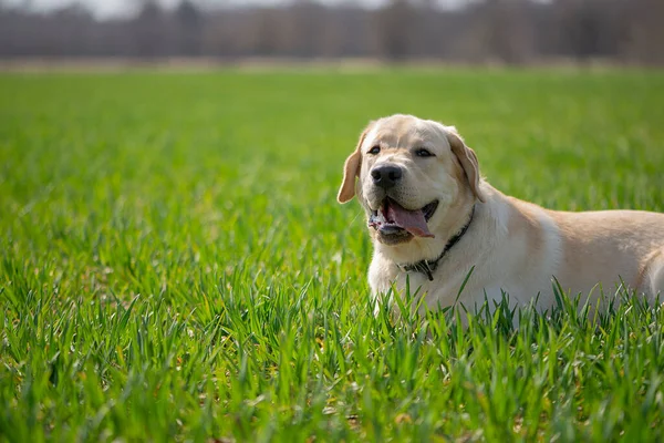 Active, smile and happy purebred labrador retriever dog outdoors in  green grass on summer field