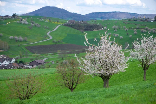 Suiza Canton Basel Country Olsberg Alrededores Arisdorf Paisaje —  Fotos de Stock