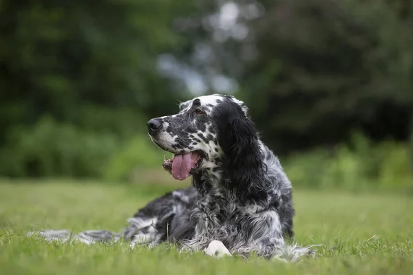 Dog English Setter Szabadtéri — Stock Fotó