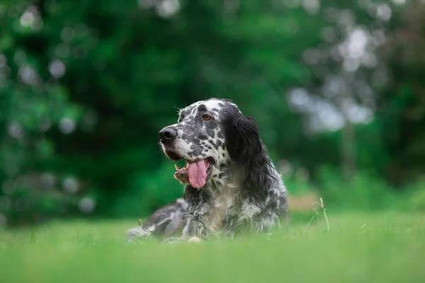 Dog English Setter Szabadtéri — Stock Fotó