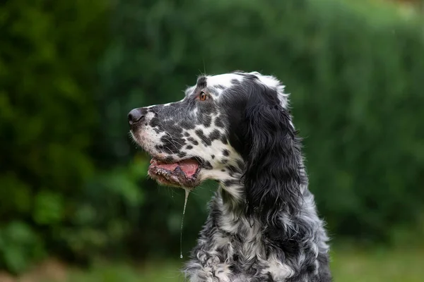 Köpek İngilizce Ayarları