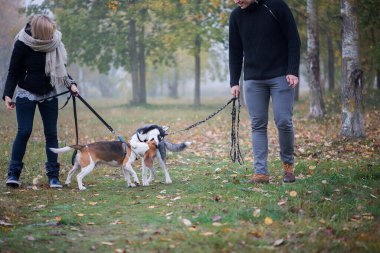 Sibirya köpekli evcil hayvan sahipleri bir sonbahar sabahı şehir parkında iyi vakit geçirirler.