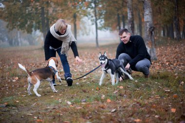 Sibirya köpekli evcil hayvan sahipleri bir sonbahar sabahı şehir parkında iyi vakit geçirirler.