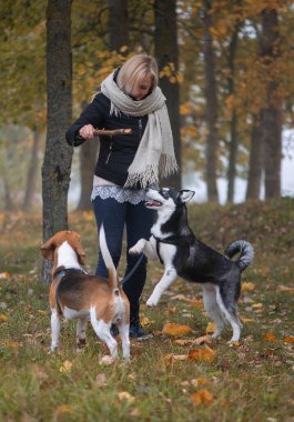 Sonbahar yapraklarında oynayan iki köpeği olan genç bir hayvan sahibi.