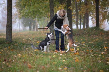 Sonbahar yapraklarında oynayan iki köpeği olan genç bir hayvan sahibi.