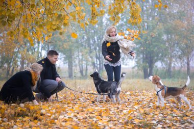 Sibirya köpekli evcil hayvan sahipleri bir sonbahar sabahı şehir parkında iyi vakit geçirirler.