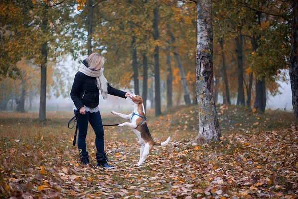Young woman with happy beagle dog walking and playing in autumn leaves