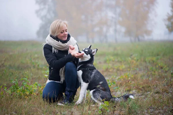 Осенью Городском Парке Играет Молодая Женщина Красивой Сибирской Хаски Собакой — стоковое фото
