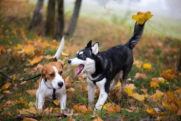 Dois Cães Felizes Jogando Folhas Outono — Fotografia de Stock
