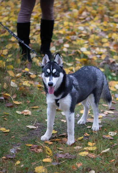 Bonito Cão Husky Siberiano Com Olhos Azuis — Fotografia de Stock