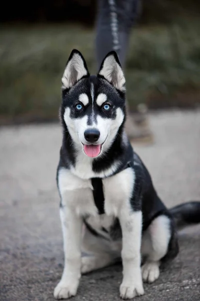 Bonito Cão Husky Siberiano Com Olhos Azuis — Fotografia de Stock