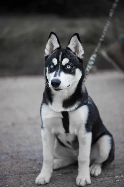 Bonito Cão Husky Siberiano Com Olhos Azuis — Fotografia de Stock