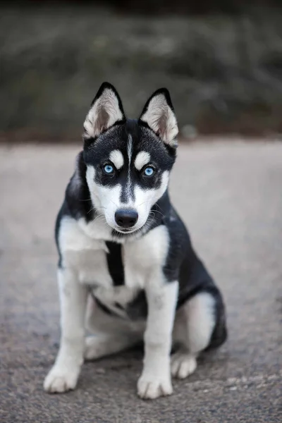 Bonito Cão Husky Siberiano Com Olhos Azuis — Fotografia de Stock